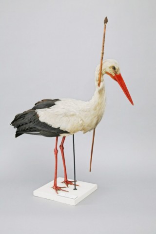 Pfeilstorch-cigogne-flechebo