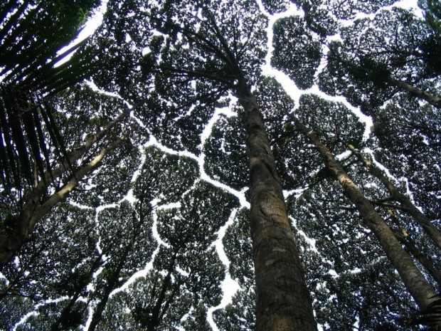 arbre-timide-feuillage-bo