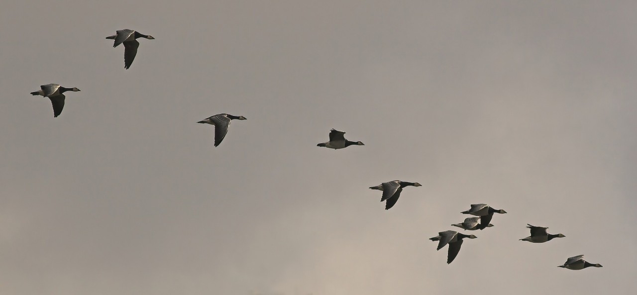 bird-migration