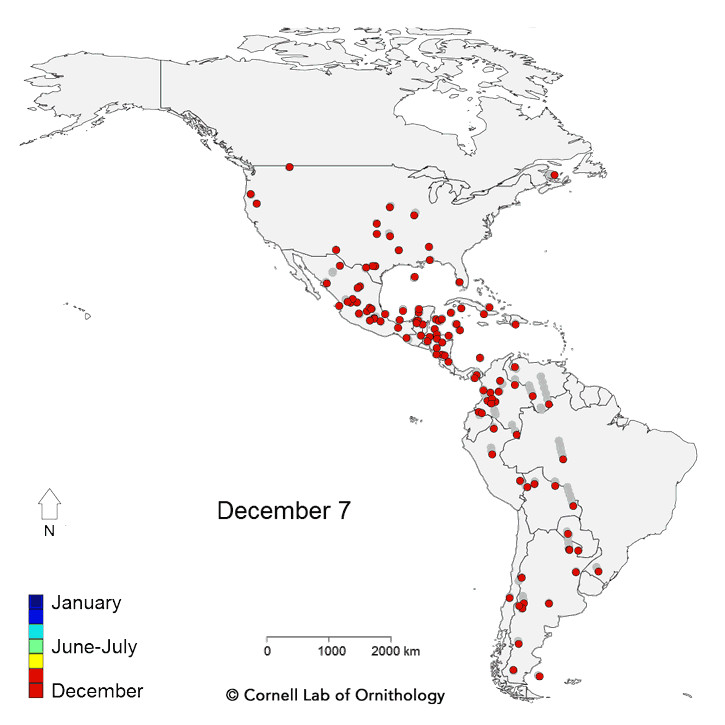 Une carte animée de la migration de 118 espèces d’oiseaux en Amérique
