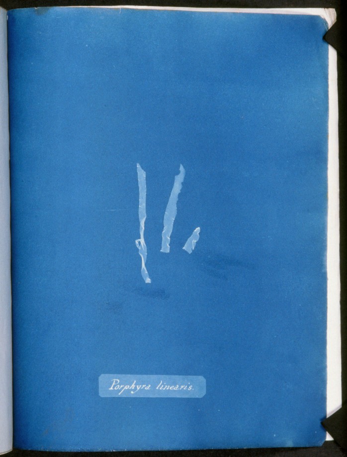 cyanotype-anna-atkins-algue-herbier-07