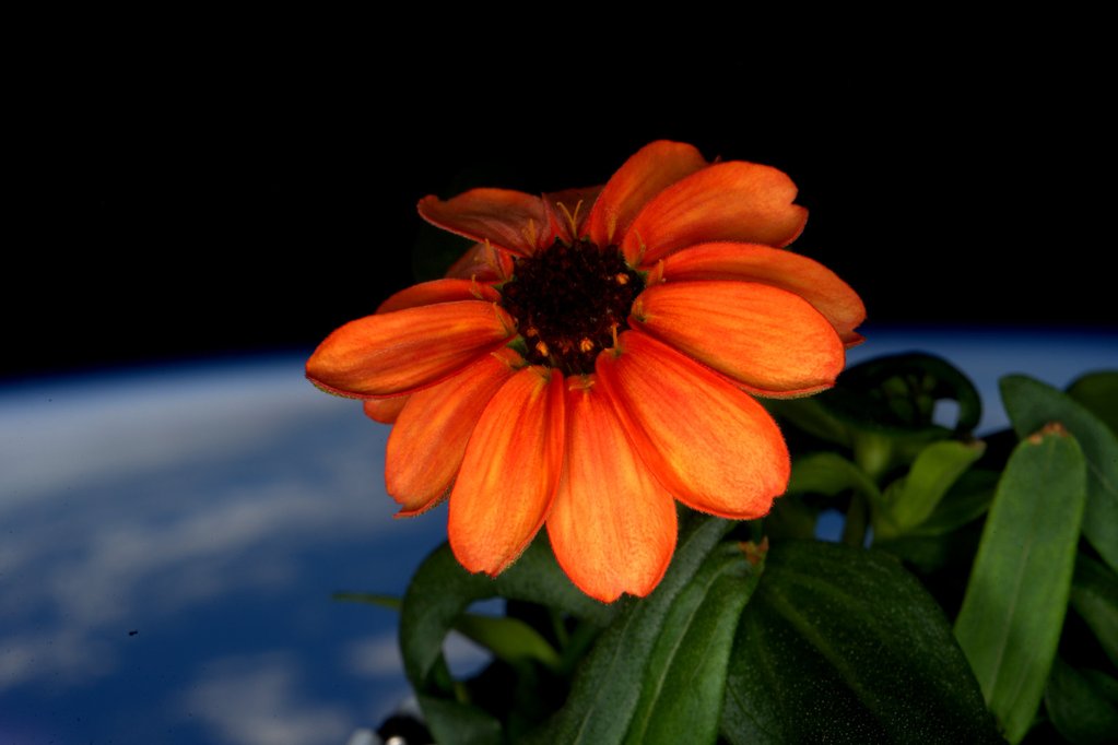 La première fleur de l&rsquo;espace