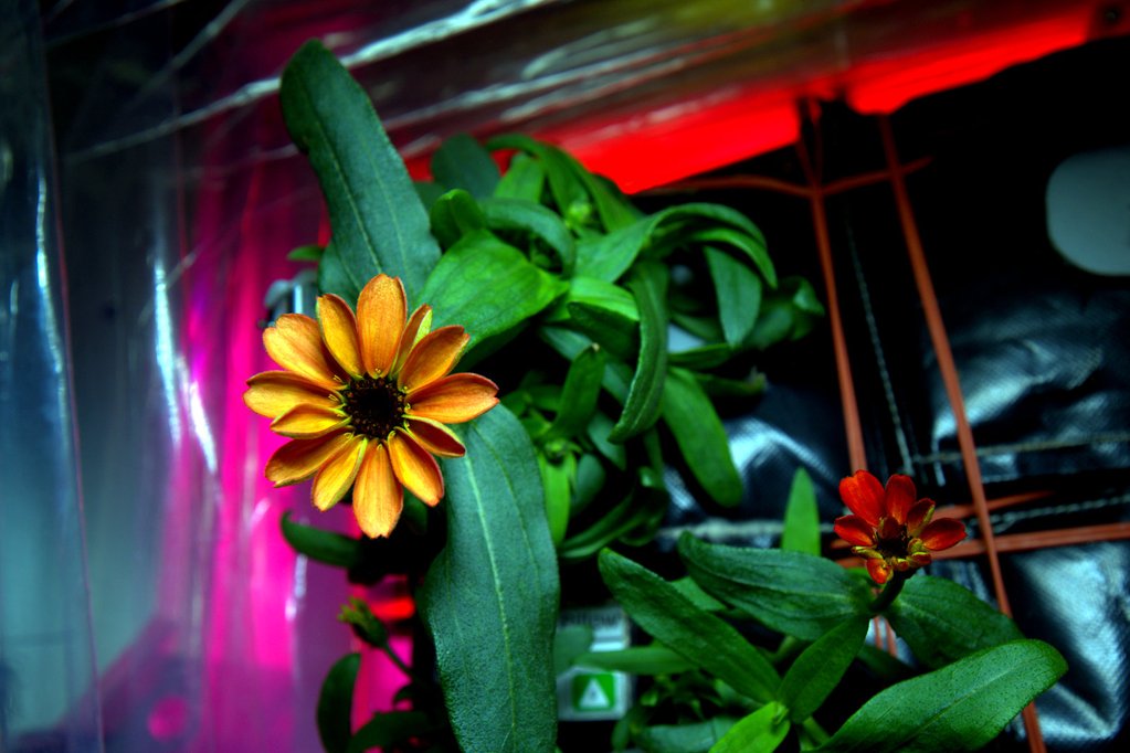 premiere-fleur-espace-02