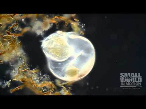Les meilleures vidéos microscopiques de 2015