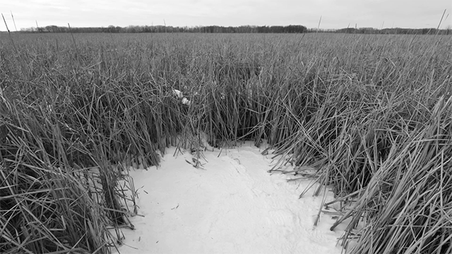 land-art-animation-01