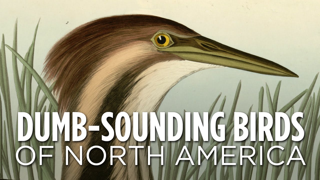 5 chants ridicules d&rsquo;oiseaux d’Amérique du Nord