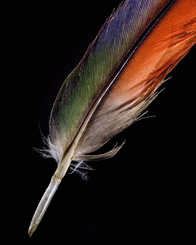La beauté et la diversité des plumages en images par Robert Clark