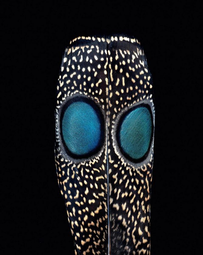 clarke-plume-oiseau-02