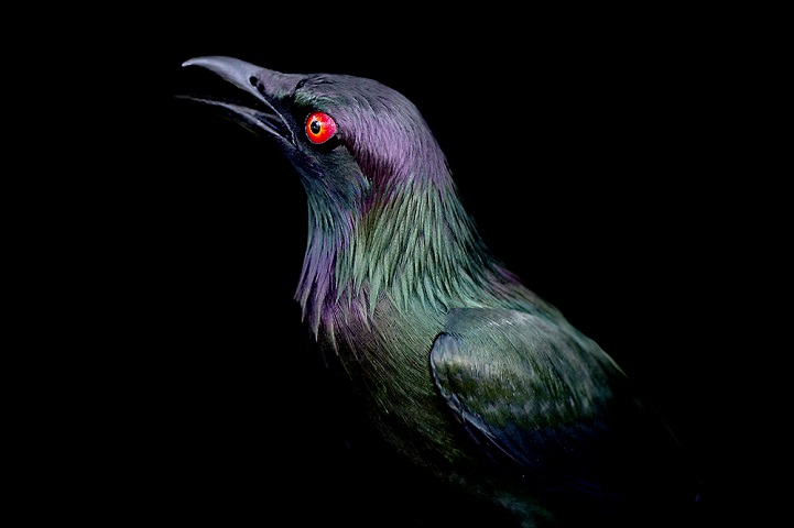 clarke-plume-oiseau-03