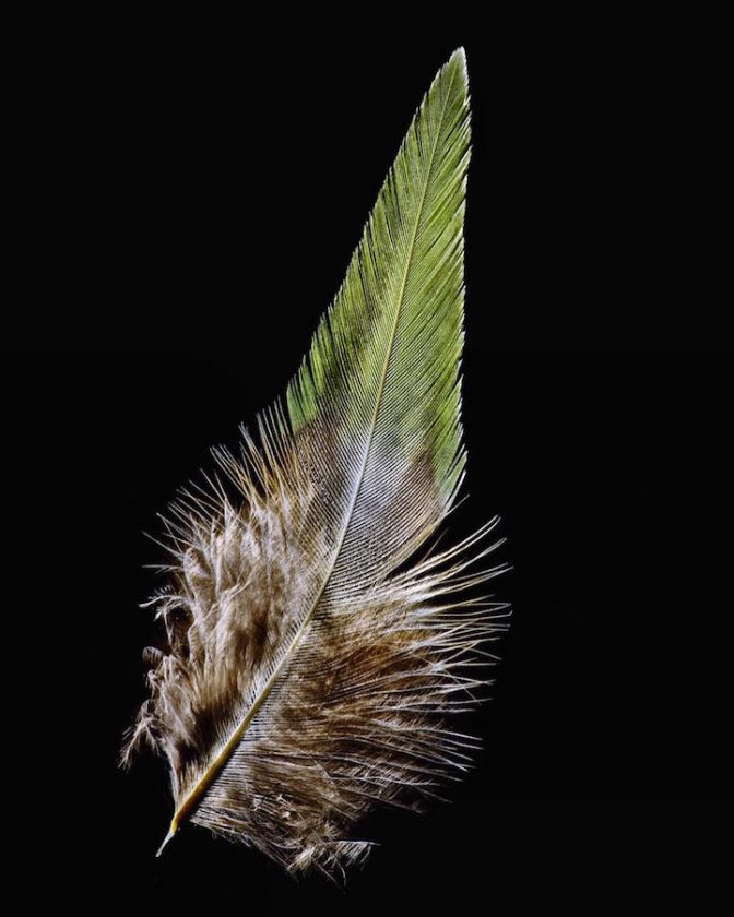 clarke-plume-oiseau-04