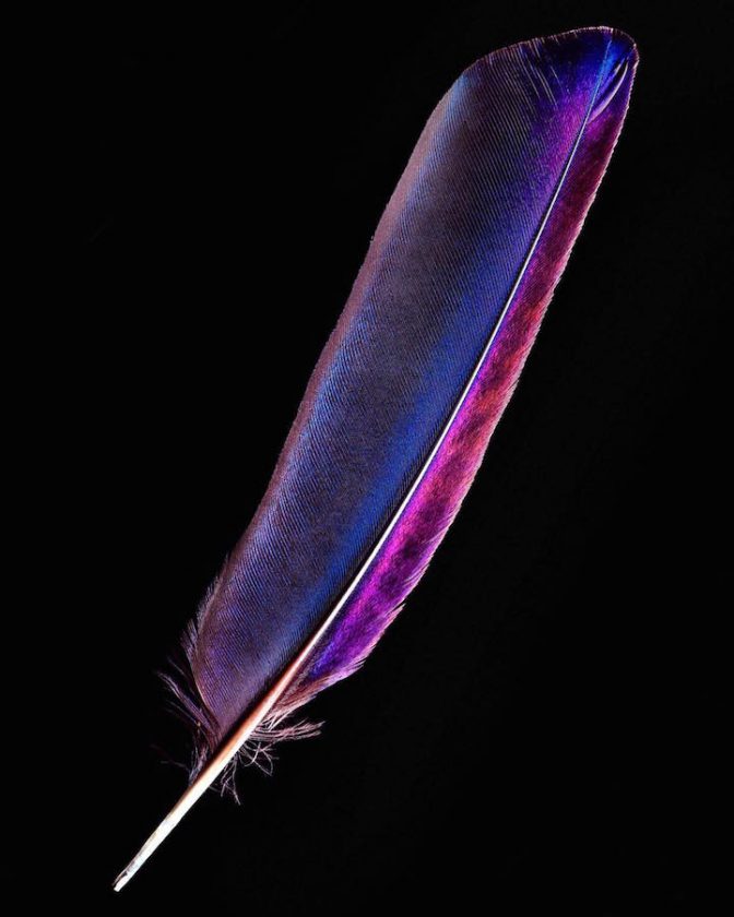 clarke-plume-oiseau-05