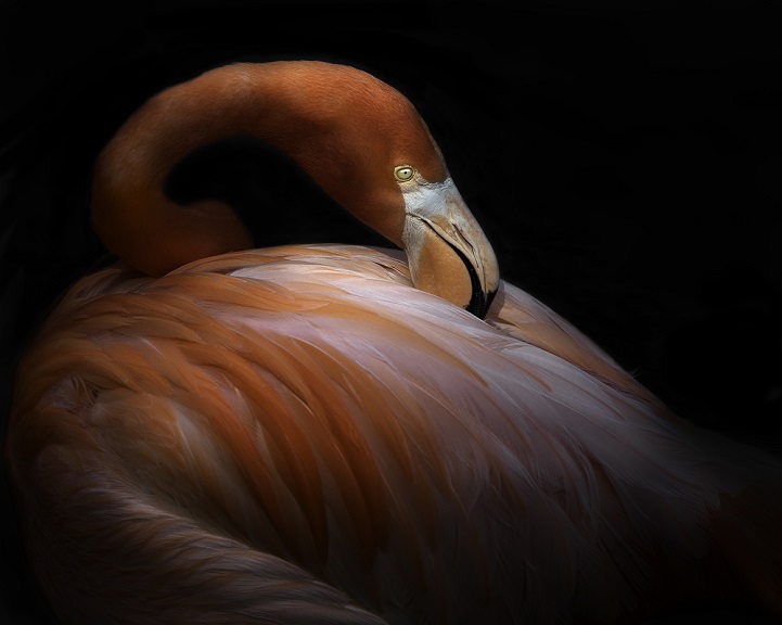 clarke-plume-oiseau-06