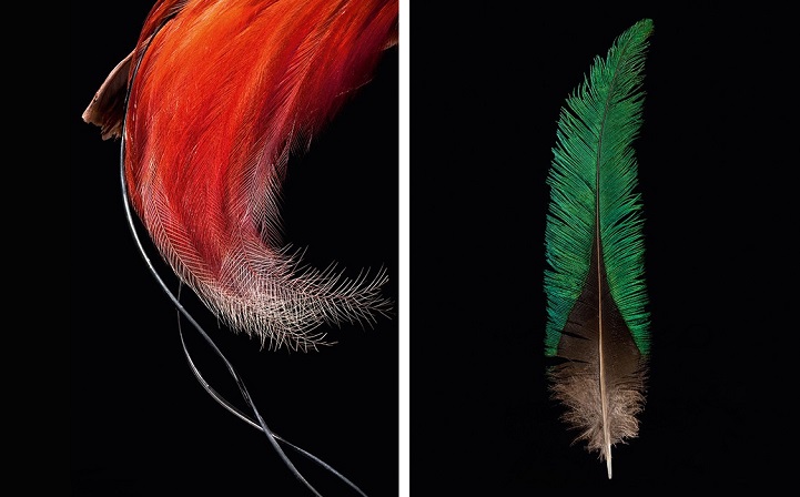 clarke-plume-oiseau-07
