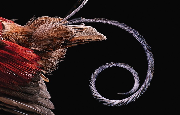 clarke-plume-oiseau-08