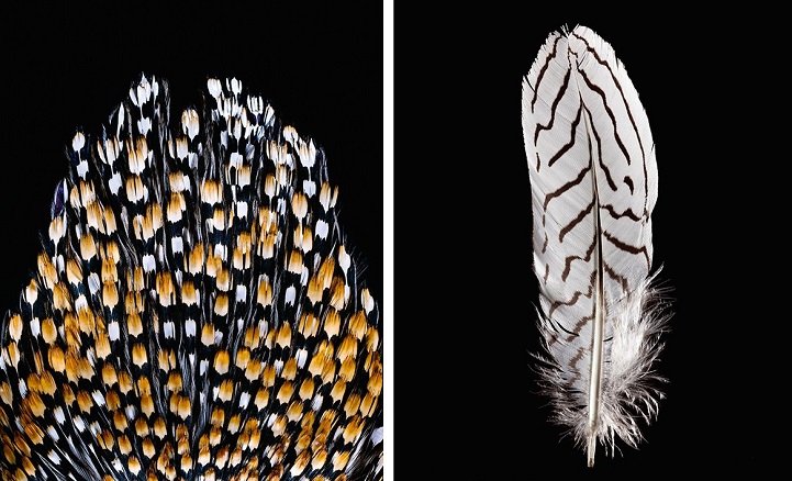 clarke-plume-oiseau-09