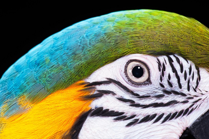 FEATHER TYPE : Whole bird   LATIN NAME: Ara ararauna   ENGLISH NAME: Blue-and-yellow Macaw   REGION: South America   OTHER NOTES: Bird was shot under visible light.   Further Information contact : Dr. Peter Mullen Kirchplatz 6 42489 Wuelfrath email: petermullen@gmx.de cell: +491726411691 Carly 10 yr old Blue & Gold Macaw Owner George Van Glahn PH: 732 664 5638