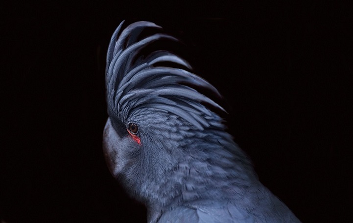 clarke-plume-oiseau-11
