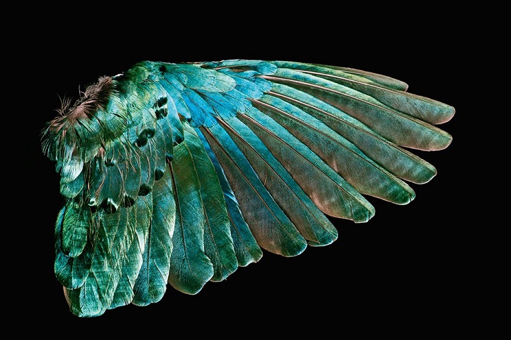 clarke-plume-oiseau-13