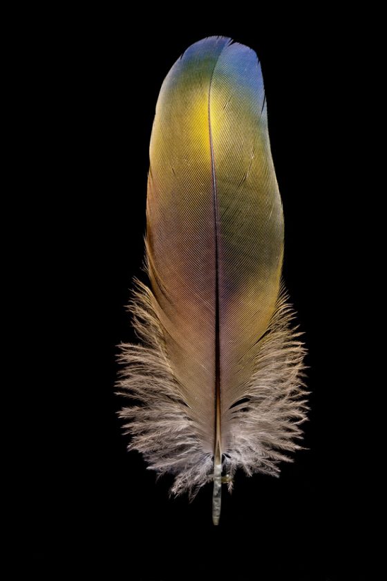 clarke-plume-oiseau-14