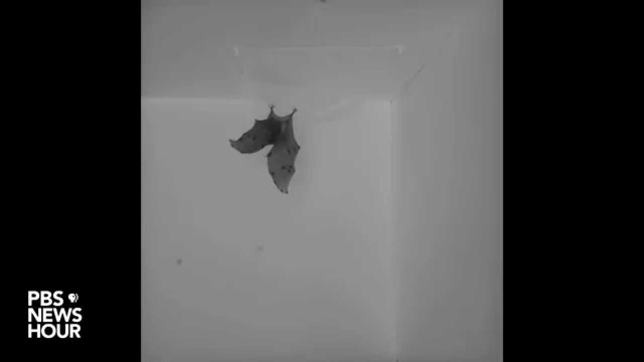 Comment les chauve-souris atterrissent la tête en bas