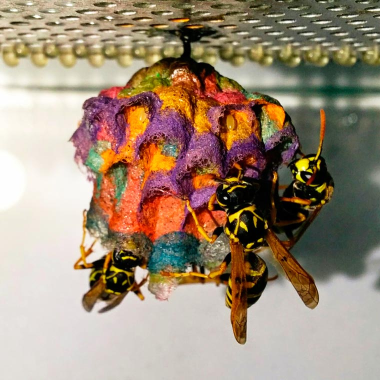 Les guêpes font des nids multicolores si on leur donne du papier de couleur