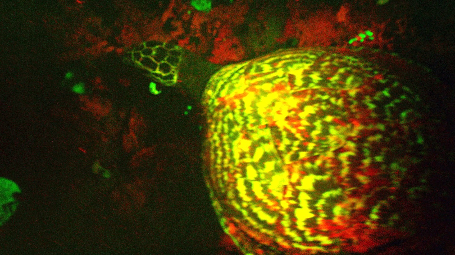 Une tortue biofluorescente