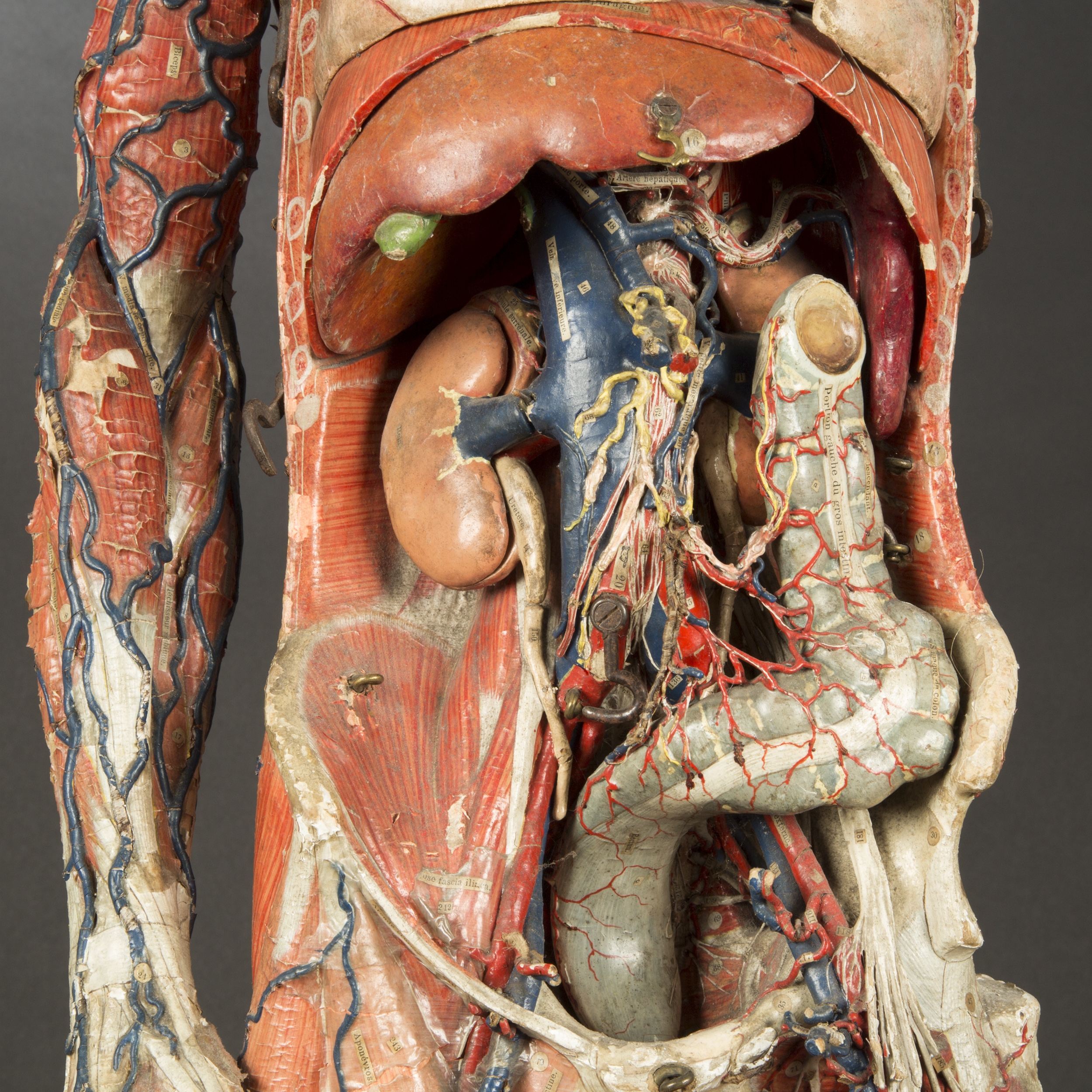 modele-anatomique-docteur-Auzoux-1820-12 – La boite verte