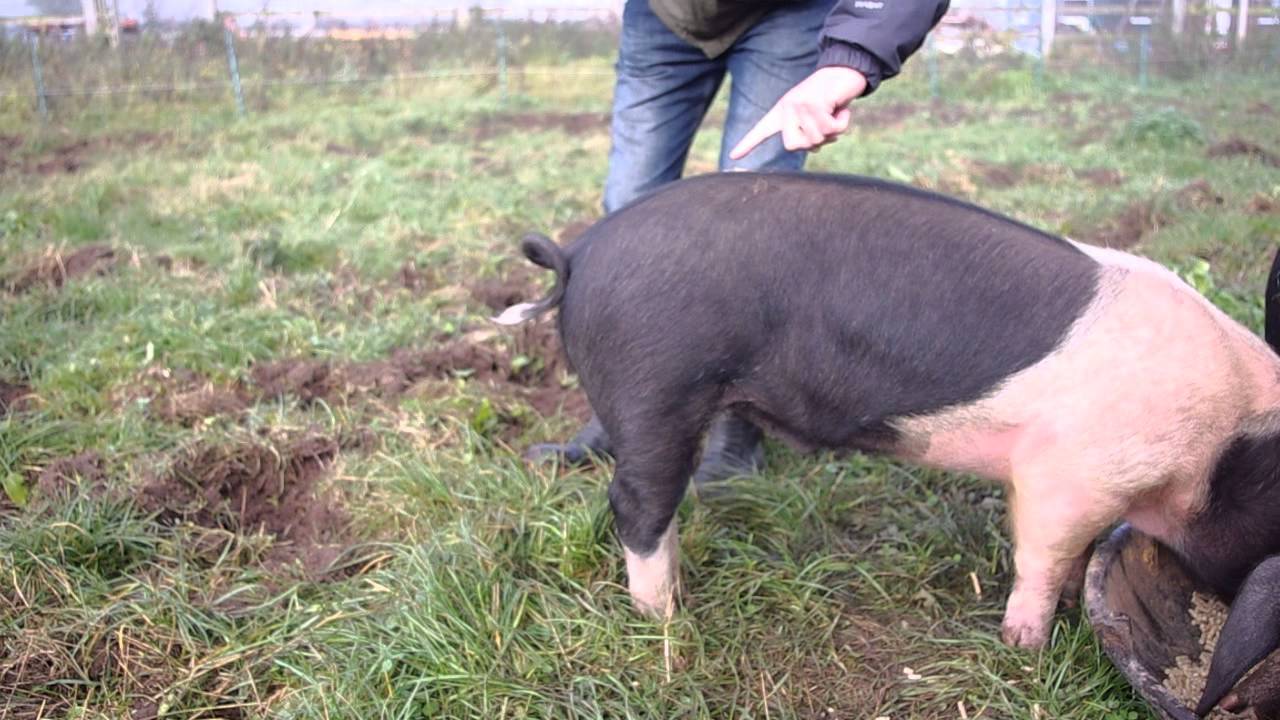 Comment dé-tirebouchonner la queue d&rsquo;un cochon