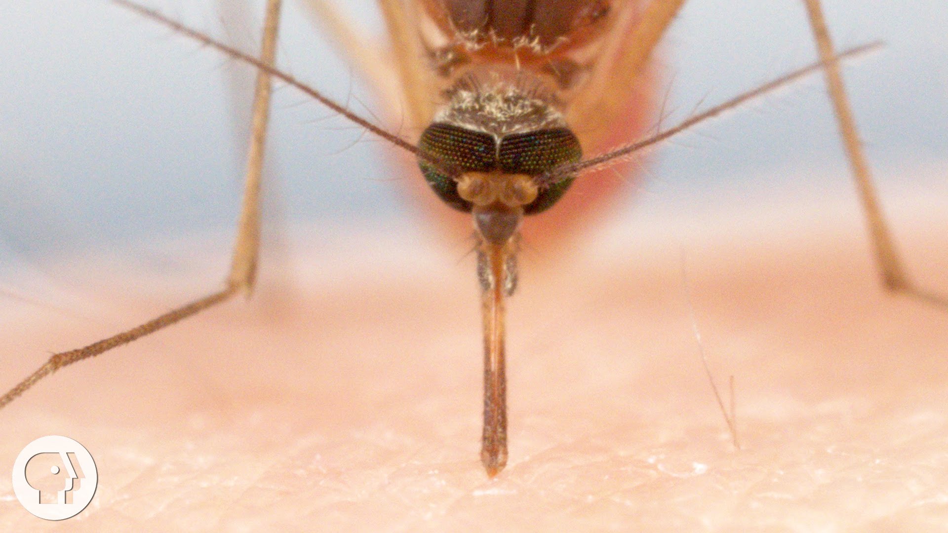 Comment le moustique te suce le sang avec ses 6 aiguilles