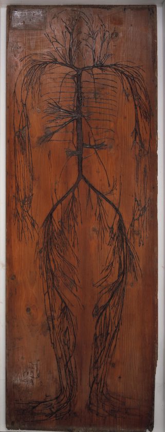 Evelyn-table-herbier-humain02