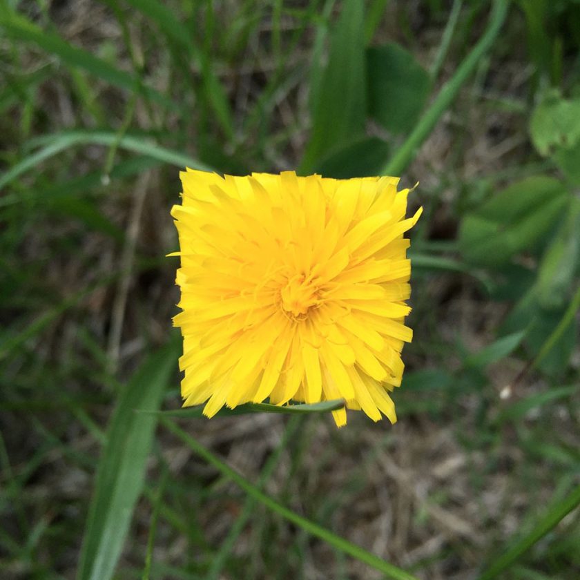 fleur-carre-01