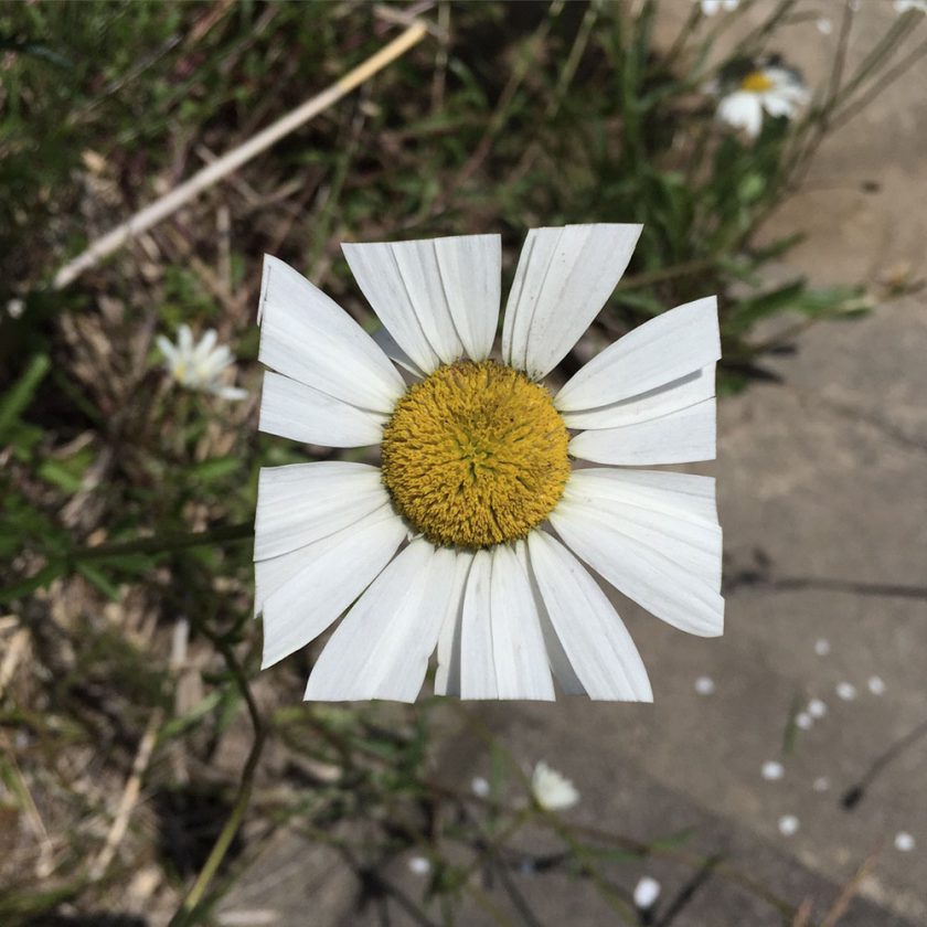 fleur-carre-02