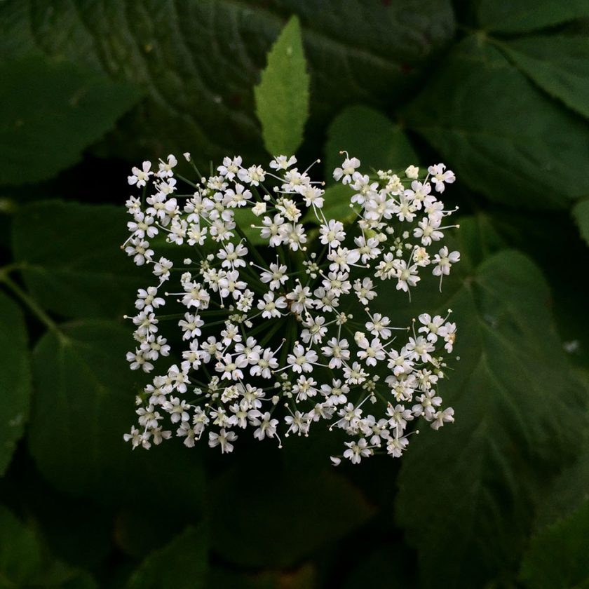 fleur-carre-03