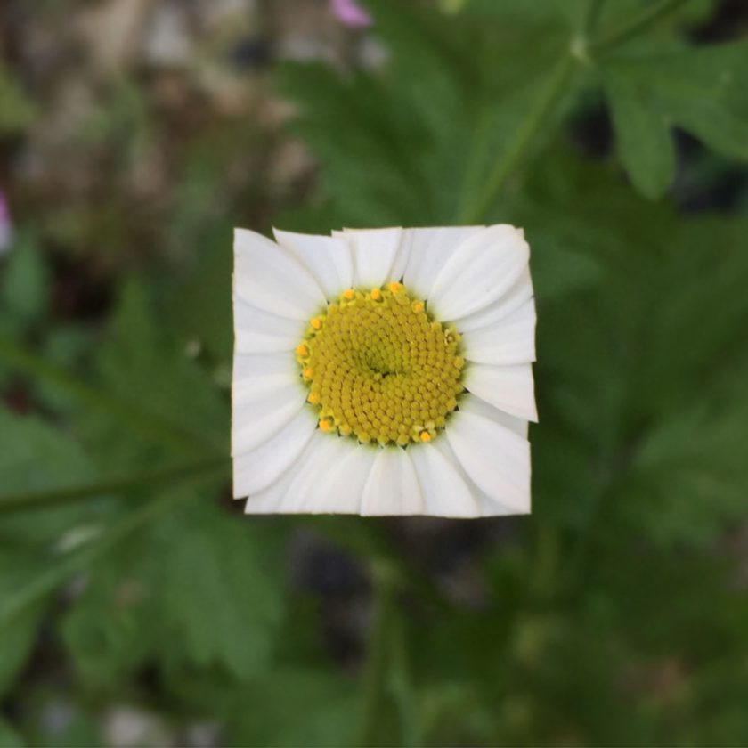 fleur-carre-04