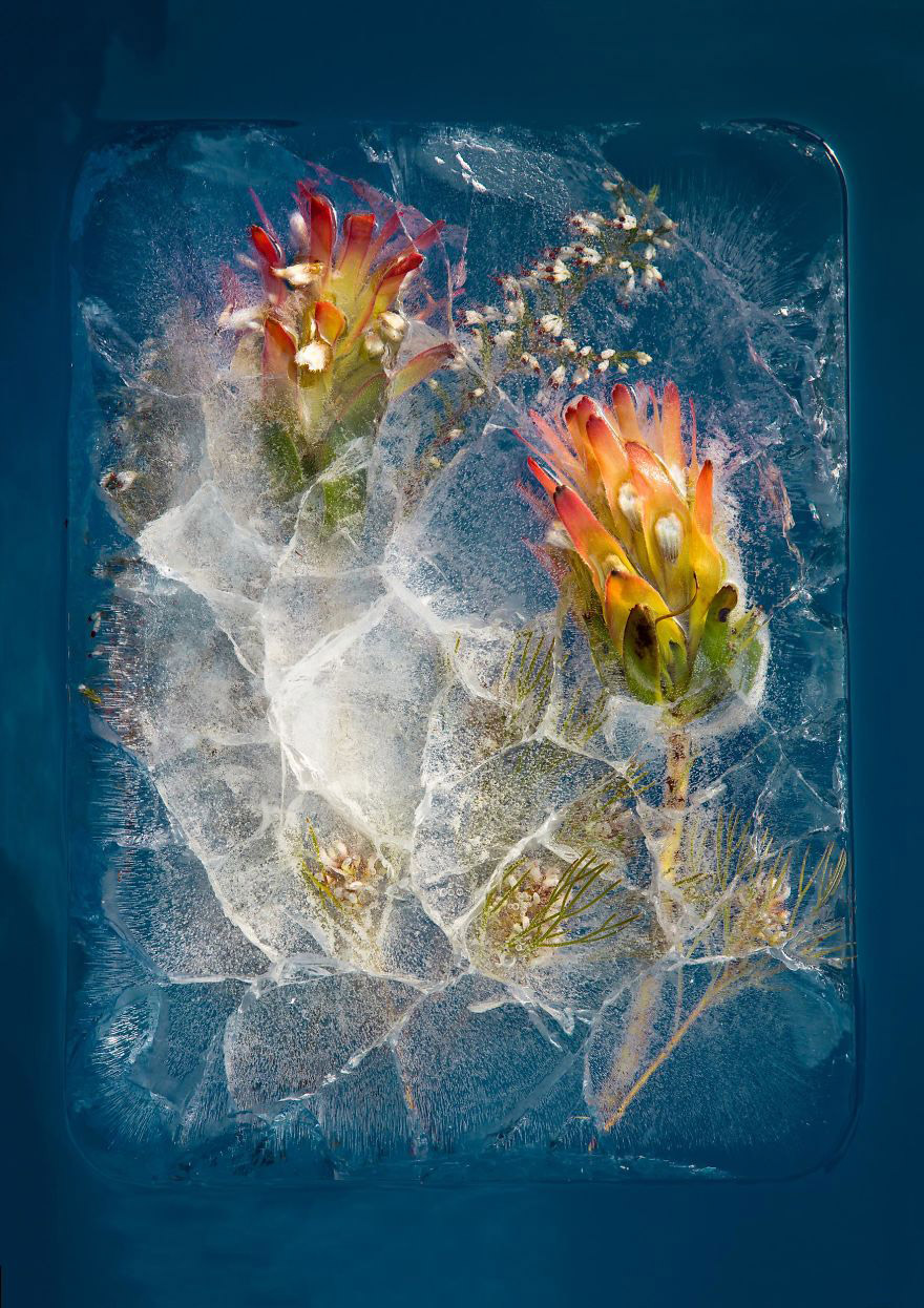 Des compositions florales enchâssées dans de la glace