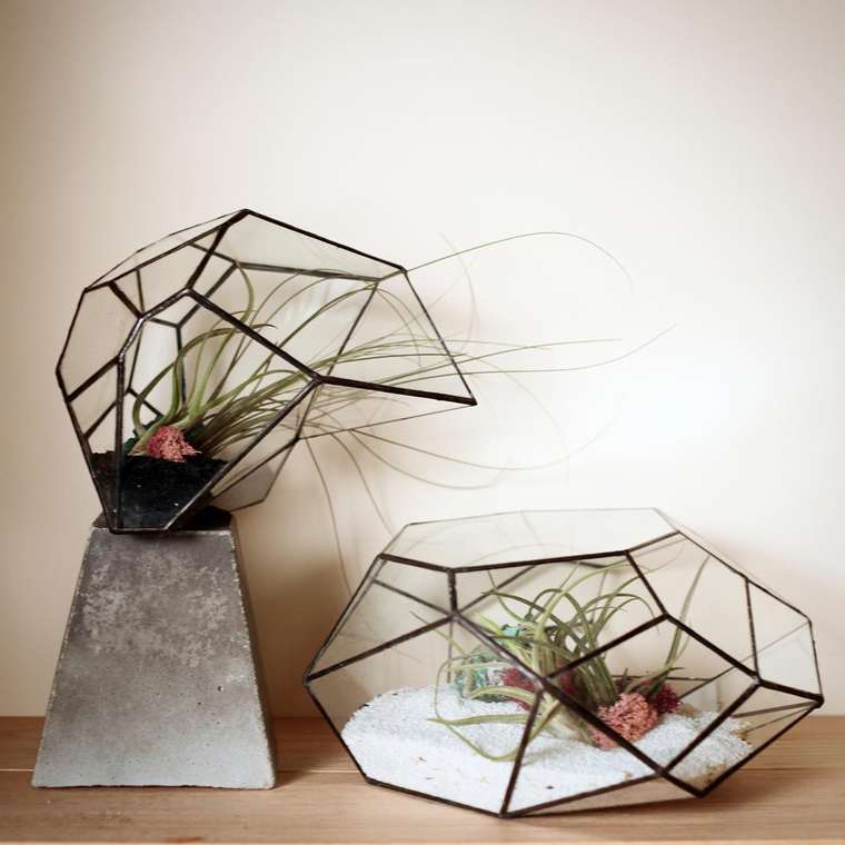 terrarium-plante-03