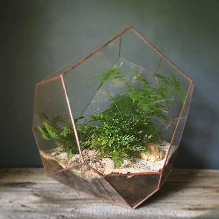 terrarium-plante-08