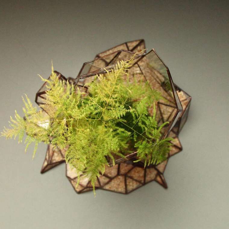 terrarium-plante-10