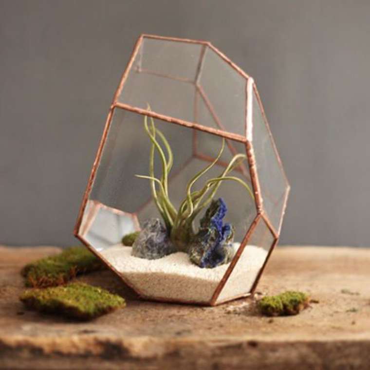 terrarium-plante-12