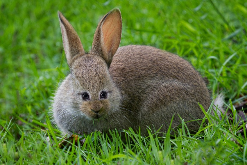 animal-yeux-devant-05