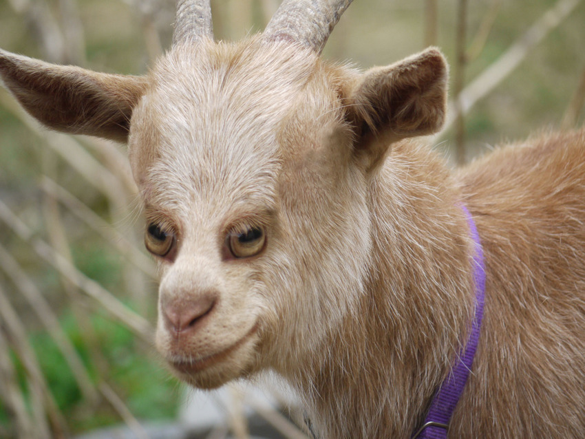 animal-yeux-devant-08