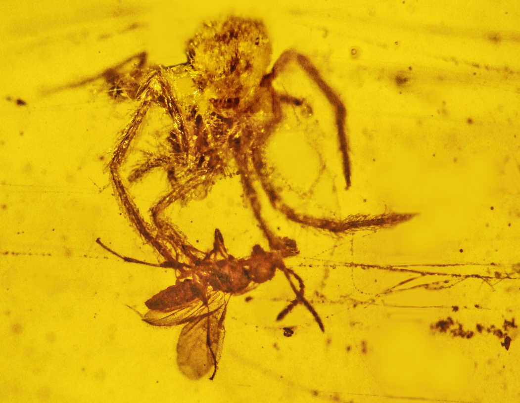 Une araignée qui attaque une guêpe dans sa toile - 100 millions - ?
