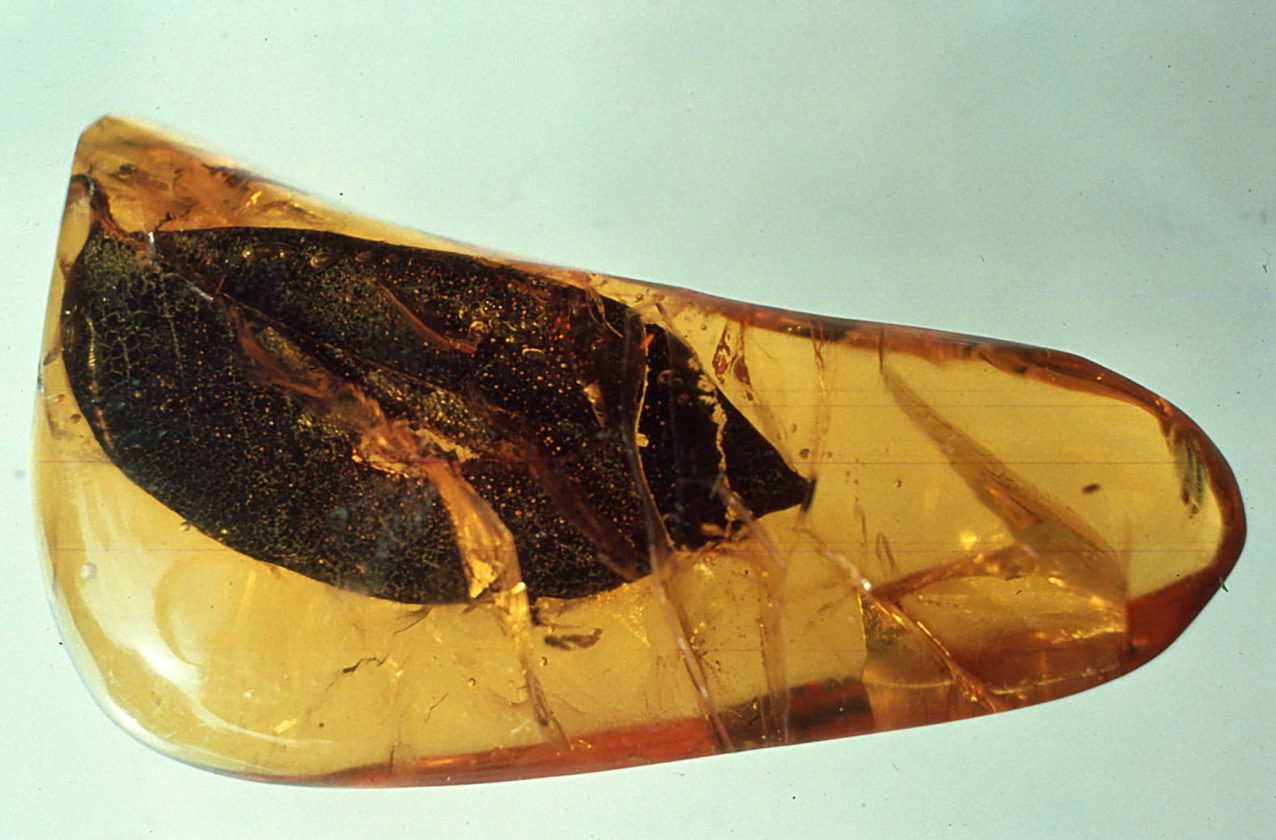 Une feuille de Hymenaea protera dans l'ambre qu'il a produit - ? - République dominicaine