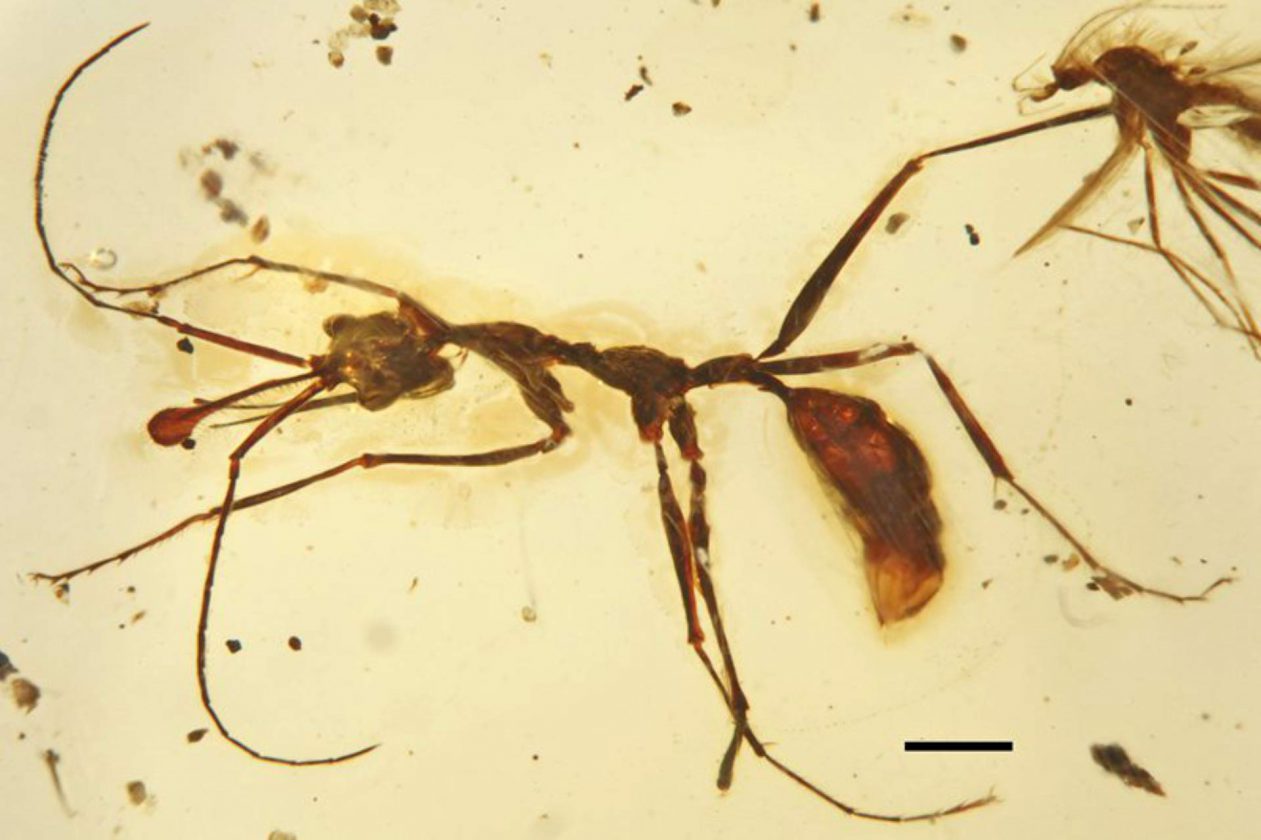 Ceratomyrmex ellenbergeri, une fourmi "licorne" avec une corne et des mâchoires sur-développées - 99 millions - Birmanie