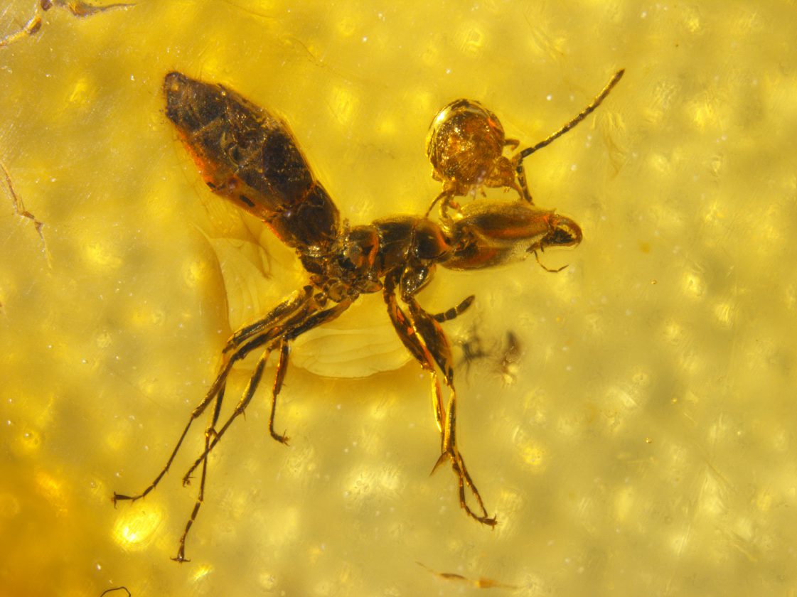 Un acarien parasite qui attaque la tête d'une fourmi - 45 millions - Russie