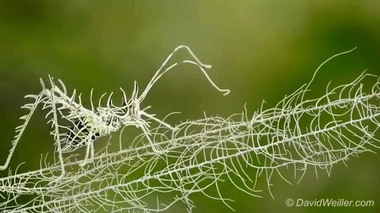 Un insecte de fil blanc se confond avec du lichen