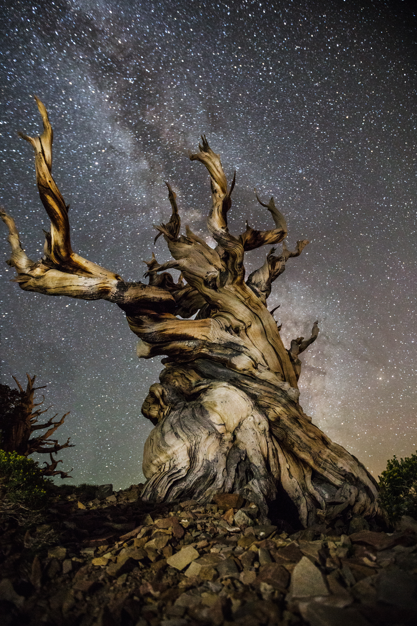 beth-moon-vieu-arbre-etoile-02
