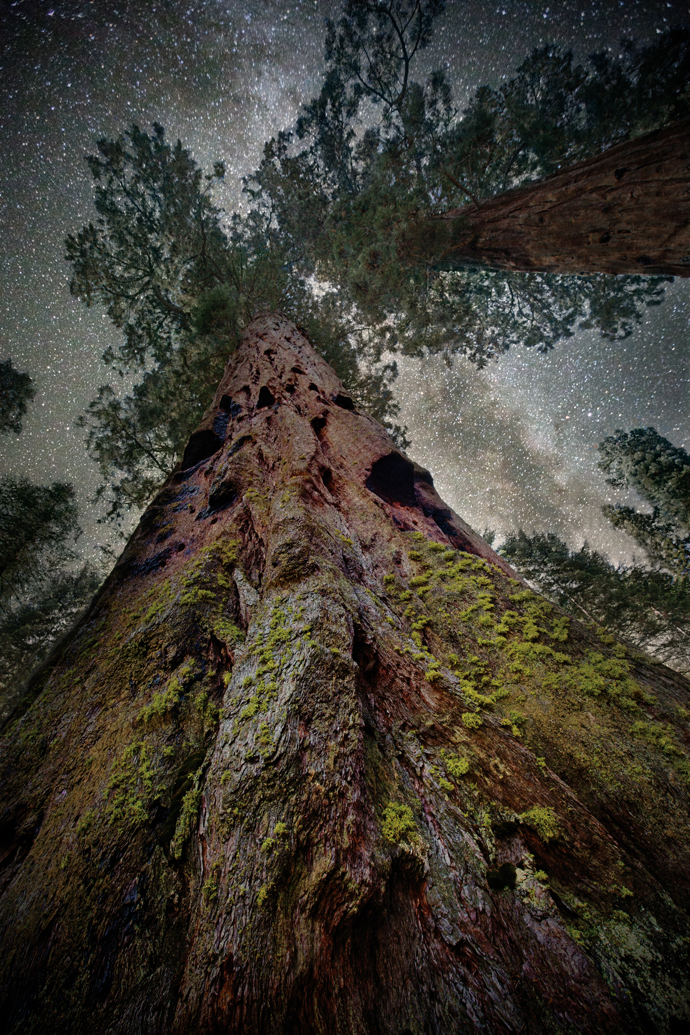 beth-moon-vieu-arbre-etoile-03