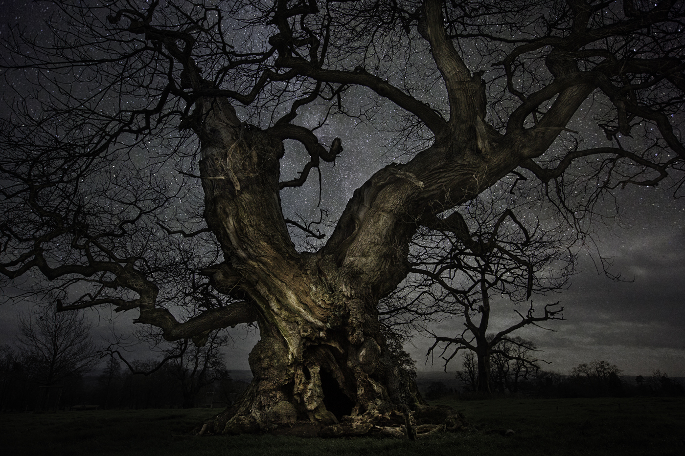 beth-moon-vieu-arbre-etoile-04