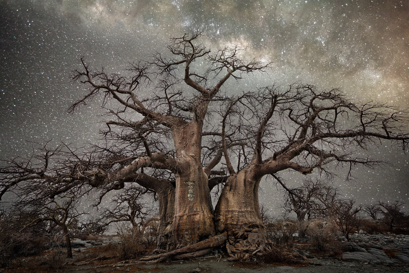 beth-moon-vieu-arbre-etoile-05
